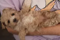 Babs, a female Maltipoo for sale in Fountain Inn, SC – Photo 6 of 10