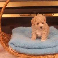 Babs, a female Maltipoo for sale in Fountain Inn, SC – Photo 5 of 10