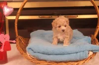 Babs, a female Maltipoo for sale in Fountain Inn, SC – Photo 5 of 10