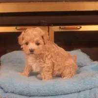Babs, a female Maltipoo for sale in Fountain Inn, SC – Photo 4 of 10