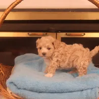 Babs, a female Maltipoo for sale in Fountain Inn, SC – Photo 2 of 10