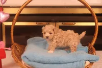Babs, a female Maltipoo for sale in Fountain Inn, SC – Photo 2 of 10