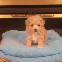 Babs, a female Maltipoo for sale in Fountain Inn, SC – Photo 1 of 10