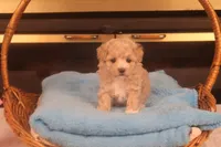 Babs, a female Maltipoo for sale in Fountain Inn, SC – Photo 1 of 10