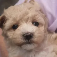 Babs, a female Maltipoo for sale in Fountain Inn, SC – Photo 8 of 10