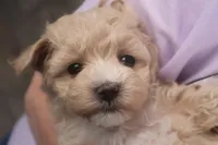 Babs, a female Maltipoo for sale in Fountain Inn, SC – Photo 8 of 10