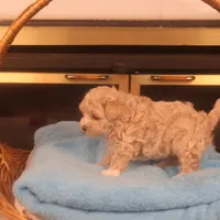 Babs, a female Maltipoo for sale in Fountain Inn, SC – Photo 3 of 10