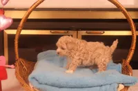 Babs, a female Maltipoo for sale in Fountain Inn, SC – Photo 3 of 10