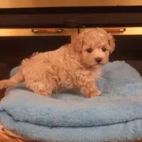 Babs, a female Maltipoo for sale in Fountain Inn, SC – Photo 7 of 10