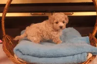 Babs, a female Maltipoo for sale in Fountain Inn, SC – Photo 7 of 10