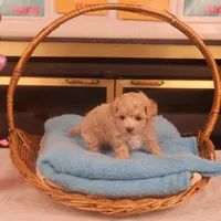 Babs, a female Maltipoo for sale in Fountain Inn, SC – Photo 9 of 10