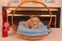 Babs, a female Maltipoo for sale in Fountain Inn, SC – Photo 9 of 10