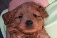 Brynn, a female Miniature Goldendoodle for sale in Fountain Inn, SC – Photo 10 of 10