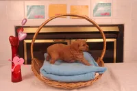 Brynn, a female Miniature Goldendoodle for sale in Fountain Inn, SC – Photo 5 of 10