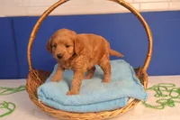 Brynn, a female Miniature Goldendoodle for sale in Fountain Inn, SC – Photo 6 of 10