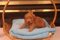 Brynn, a female Miniature Goldendoodle for sale in Fountain Inn, SC – Photo 1 of 10
