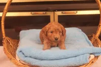 Brynn, a female Miniature Goldendoodle for sale in Fountain Inn, SC – Photo 8 of 10