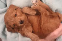 Brynn, a female Miniature Goldendoodle for sale in Fountain Inn, SC – Photo 3 of 10