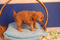 Brynn, a female Miniature Goldendoodle for sale in Fountain Inn, SC – Photo 9 of 10