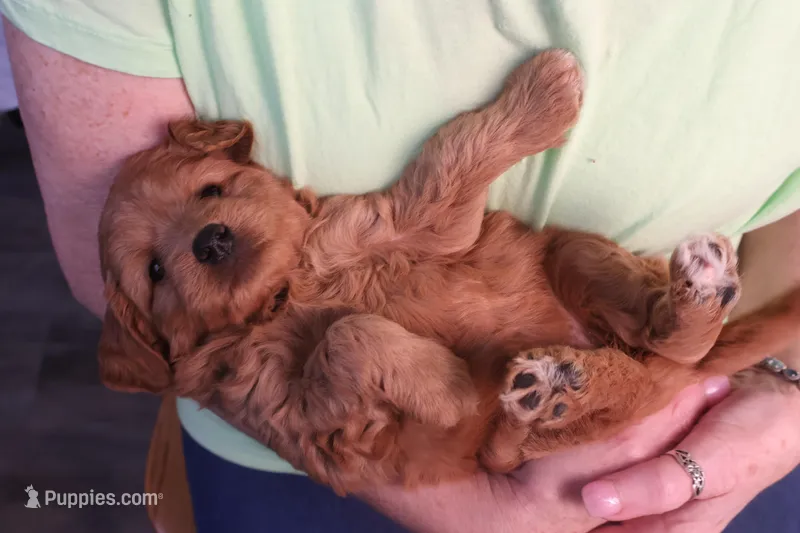 Brynn – Miniature Goldendoodle puppy for sale in Fountain Inn, SC