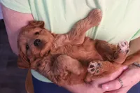 Brynn, a female Miniature Goldendoodle for sale in Fountain Inn, SC – Photo 1 of 10