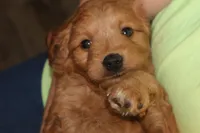Brynn, a female Miniature Goldendoodle for sale in Fountain Inn, SC – Photo 4 of 10