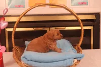 Brynn, a female Miniature Goldendoodle for sale in Fountain Inn, SC – Photo 10 of 10