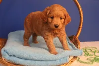Brynn, a female Miniature Goldendoodle for sale in Fountain Inn, SC – Photo 7 of 10