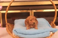 Brynn, a female Miniature Goldendoodle for sale in Fountain Inn, SC – Photo 4 of 10