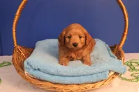 Brynn, a female Miniature Goldendoodle for sale in Fountain Inn, SC – Photo 2 of 10