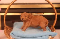 Brynn, a female Miniature Goldendoodle for sale in Fountain Inn, SC – Photo 6 of 10