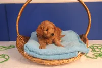 Brynn, a female Miniature Goldendoodle for sale in Fountain Inn, SC – Photo 5 of 10