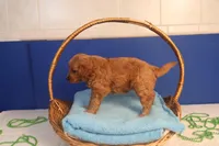 Brynn, a female Miniature Goldendoodle for sale in Fountain Inn, SC – Photo 3 of 10