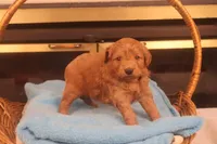 Brynn, a female Miniature Goldendoodle for sale in Fountain Inn, SC – Photo 9 of 10