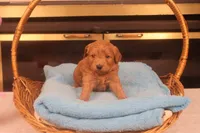 Brynn, a female Miniature Goldendoodle for sale in Fountain Inn, SC – Photo 2 of 10