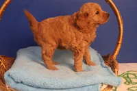 Brynn, a female Miniature Goldendoodle for sale in Fountain Inn, SC – Photo 8 of 10