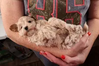Bailey, a female Maltipoo for sale in Fountain Inn, SC – 7 of 10