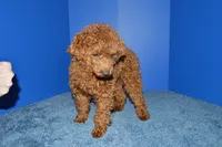 Bear, a male Poodle - Toy  for sale in Fountain Inn, SC – 3 of 8