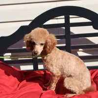 Toby, a male Poodle - Miniature  for sale in Fountain Inn, SC – Photo 4 of 10