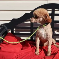 Toby, a male Poodle - Miniature  for sale in Fountain Inn, SC – Photo 10 of 10