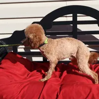 Toby, a male Poodle - Miniature  for sale in Fountain Inn, SC – Photo 2 of 10