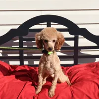 Toby, a male Poodle - Miniature  for sale in Fountain Inn, SC – Photo 1 of 10