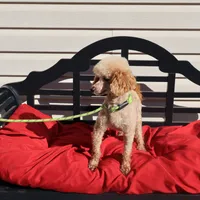 Toby, a male Poodle - Miniature  for sale in Fountain Inn, SC – Photo 8 of 10