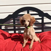 Toby, a male Poodle - Miniature  for sale in Fountain Inn, SC – Photo 6 of 10