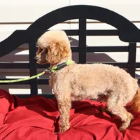 Toby, a male Poodle - Miniature  for sale in Fountain Inn, SC – Photo 9 of 10