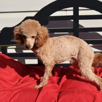 Toby, a male Poodle - Miniature  for sale in Fountain Inn, SC – Photo 3 of 10