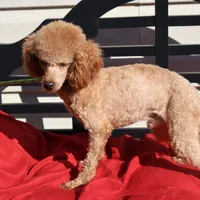 Toby, a male Poodle - Miniature  for sale in Fountain Inn, SC – Photo 7 of 10