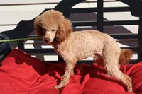 processed/a4f2e308-564c-4bdd-8834-934bc7b0bdf6/listing/5bd78db6-5ccb-4f84-bb81-471c0a626946/f6b07186-e3f5-4e8a-b89d-a100a76b0015