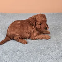 Charlie, a female Maltipoo and Poodle - Toy  for sale in Fountain Inn, SC – 5 of 10