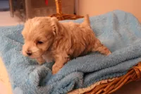 Abby, a female Maltipoo for sale in Fountain Inn, SC – 7 of 10